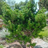 Broom Jack Pine